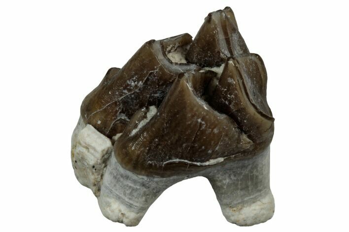 Fossil Oreodont (Merycoidodon) Molar - South Dakota #300261